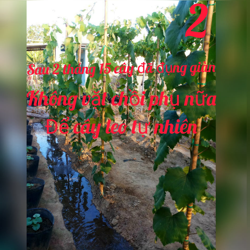 Cây Nho Giống Đỏ Leo Giàn Ninh Thuận