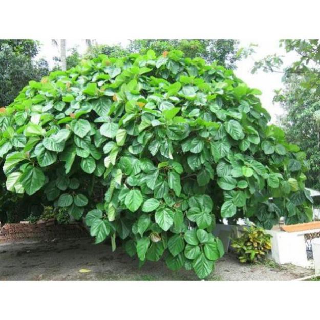 Cây Vả giống ( sung vả)