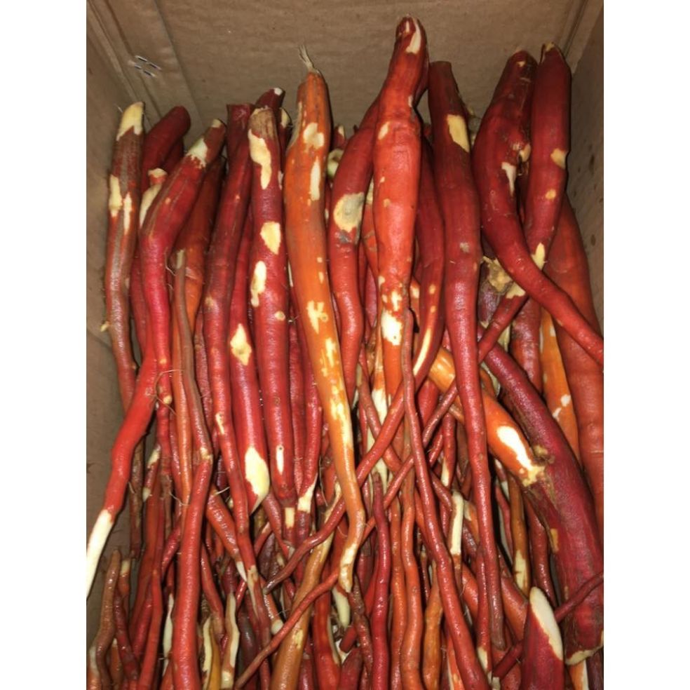 Sâm Cau Đỏ 1Kg