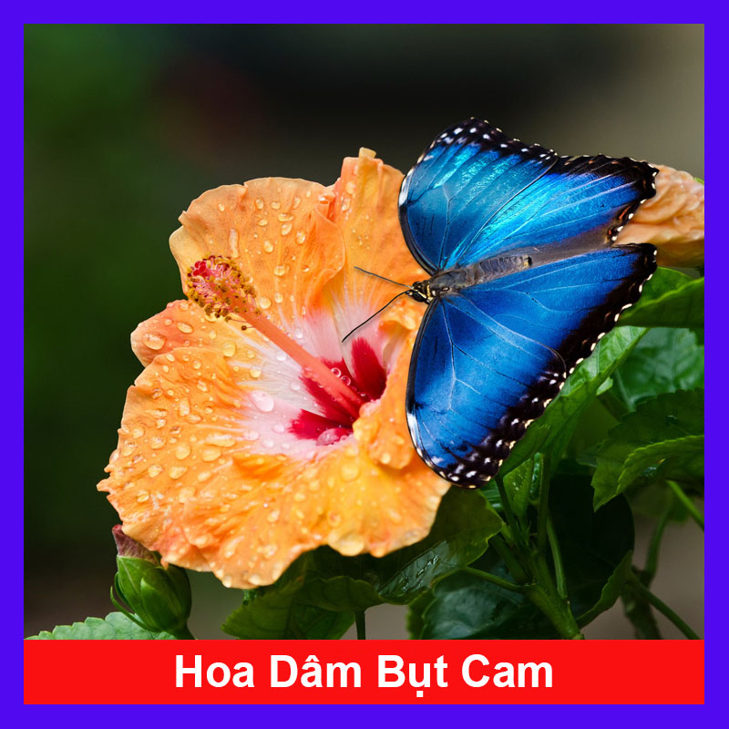 Cây hoa dâm bụt cam - cây cảnh sân vườn