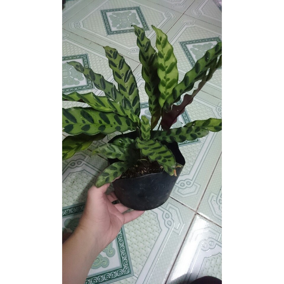 Cây Đuôi Phụng - cây cảnh mini - caykiengsadec  mau lớn