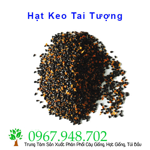 [HCM]Hạt Giống Keo Tai Tượng