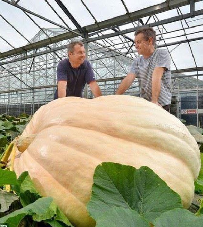 Hạt giống bí đỏ khổng lồ  - Gói 5 hạt