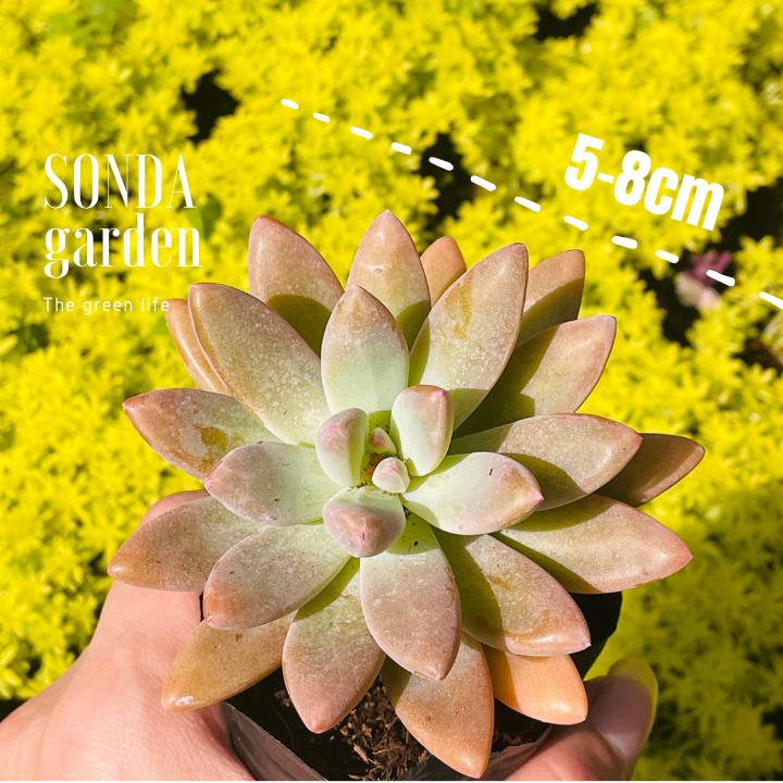 SEN ĐÁ PHA LÊ SIZE BÉ SIÊU KHOẺ ĐẸP LỖI 1 ĐỔI 1
