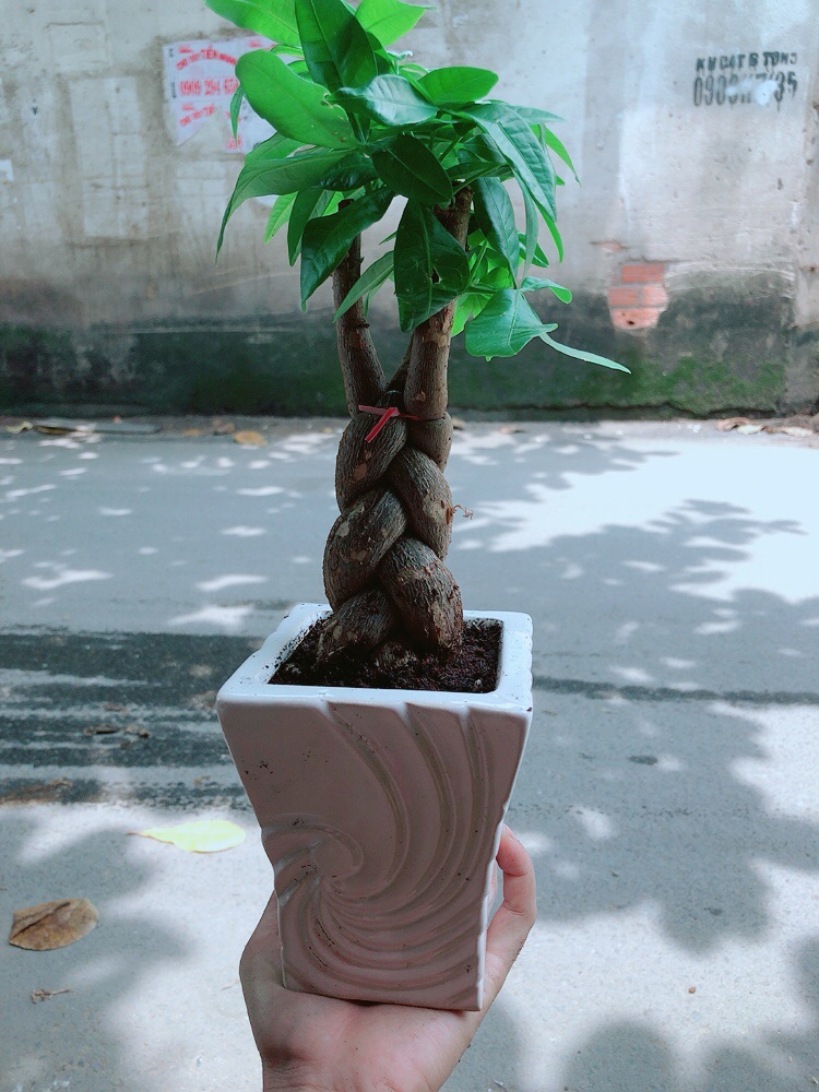 [HCM]Chậu Kim Ngân Thắt Bính 3 Thân