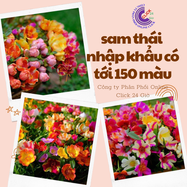 Cành giống hoa sam đơn 65 hoa mười giờ sam chớp vàng đỏ hoa mười giờ ngoại nhập