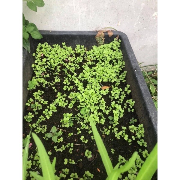 20gr Hạt Giống Cải Bẹ Xanh