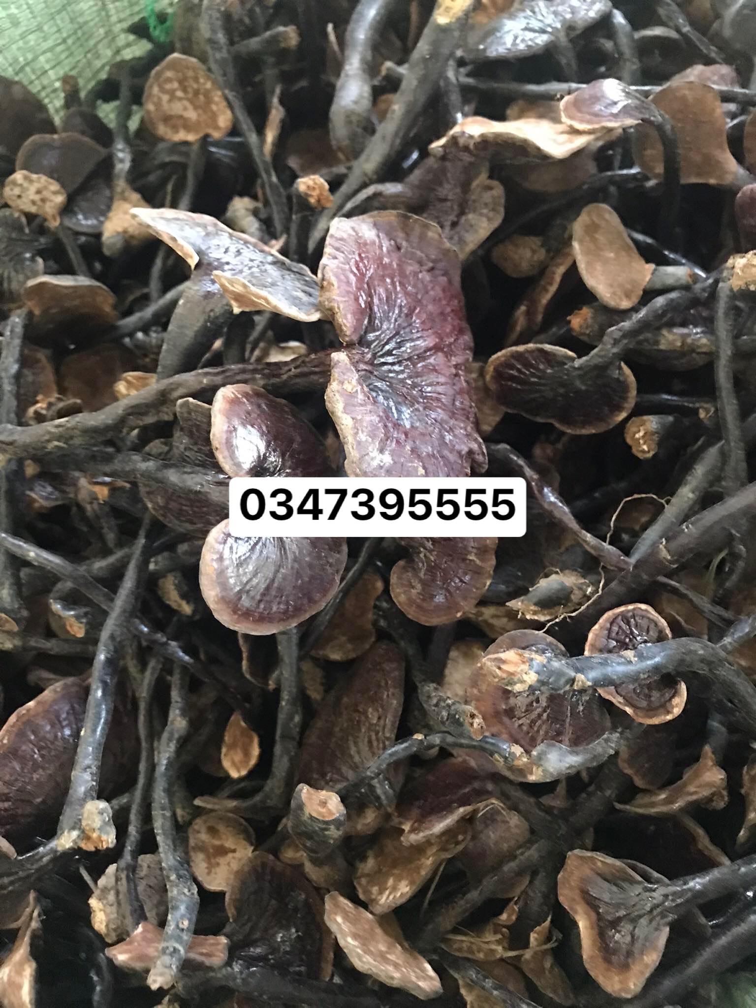 Nấm linh chi rừng khô (500gr)