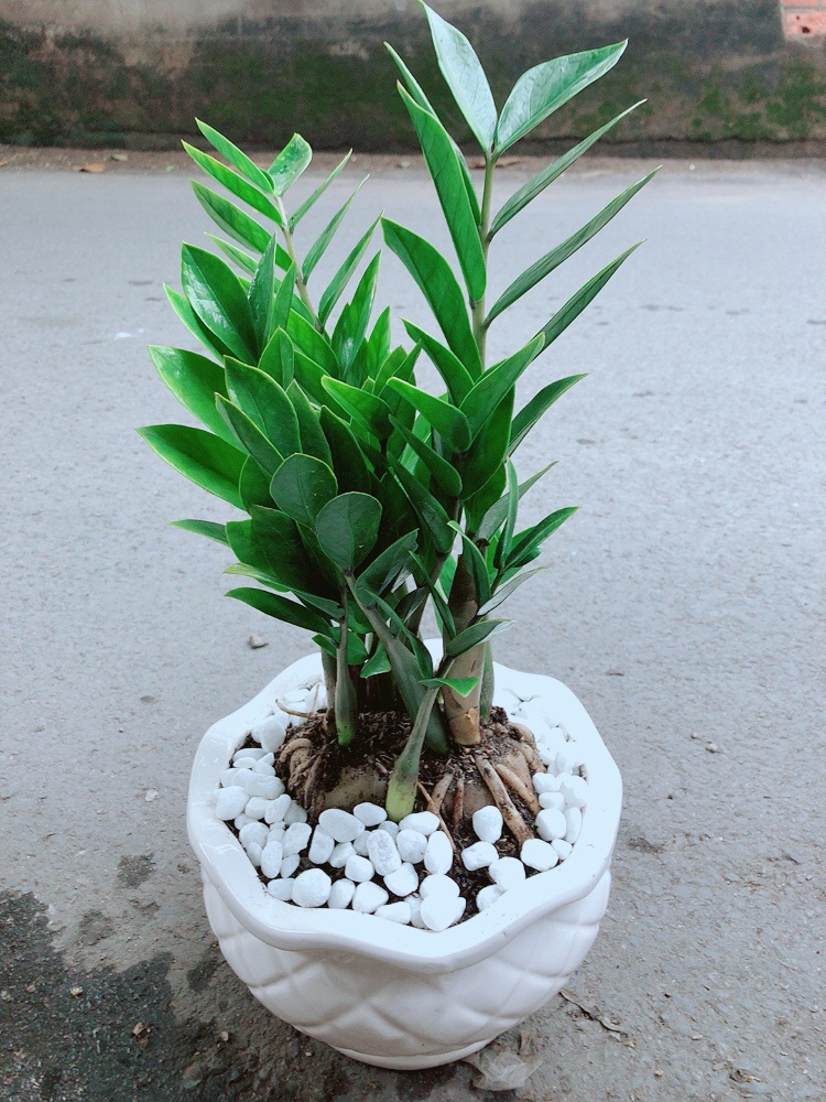 [HCM]Chậu Cây Kim Tiền