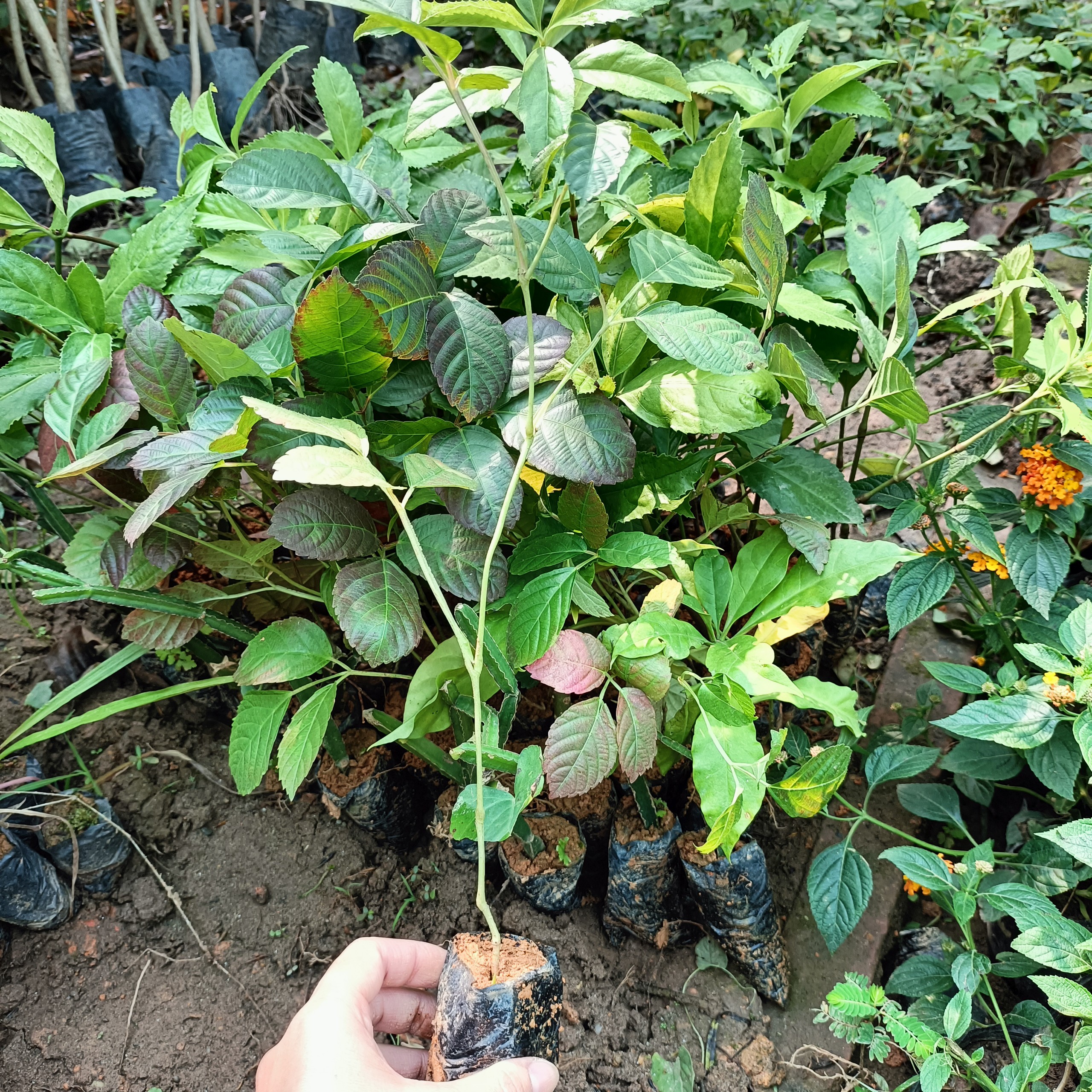 Cây giống gối hạc
