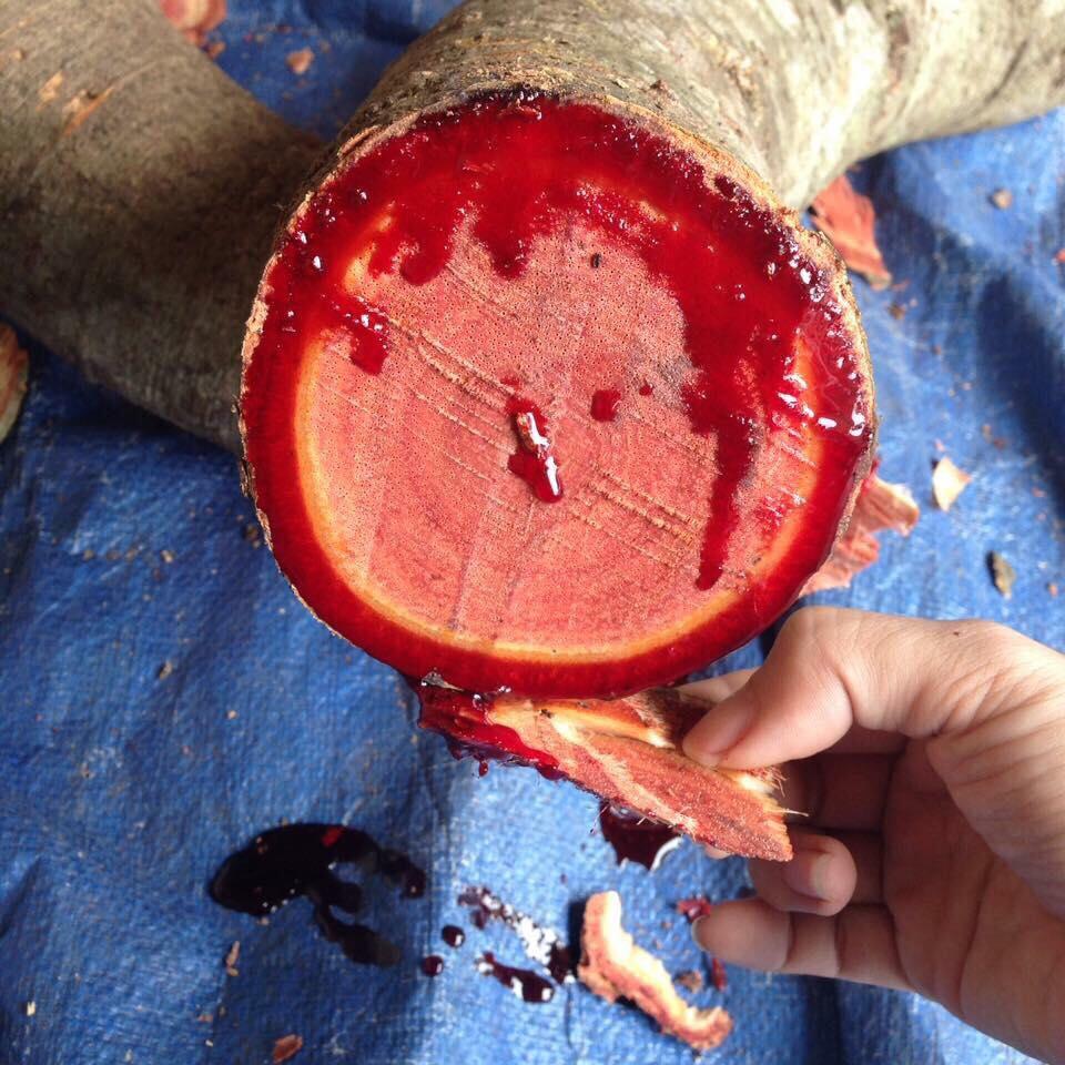 Cây cỏ máu 100% cỏ máu (gói 500g)