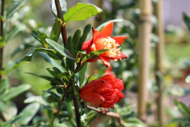 Lựu đỏ Mỹ đang trái