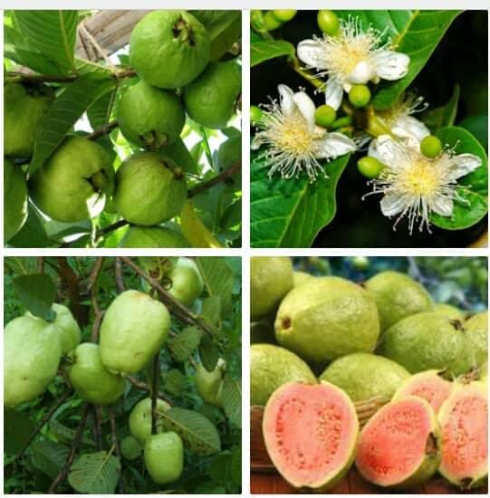 Hạt giống cây ăn trái ổi xá lị Đài Loan  - 1 gói 15 hạt