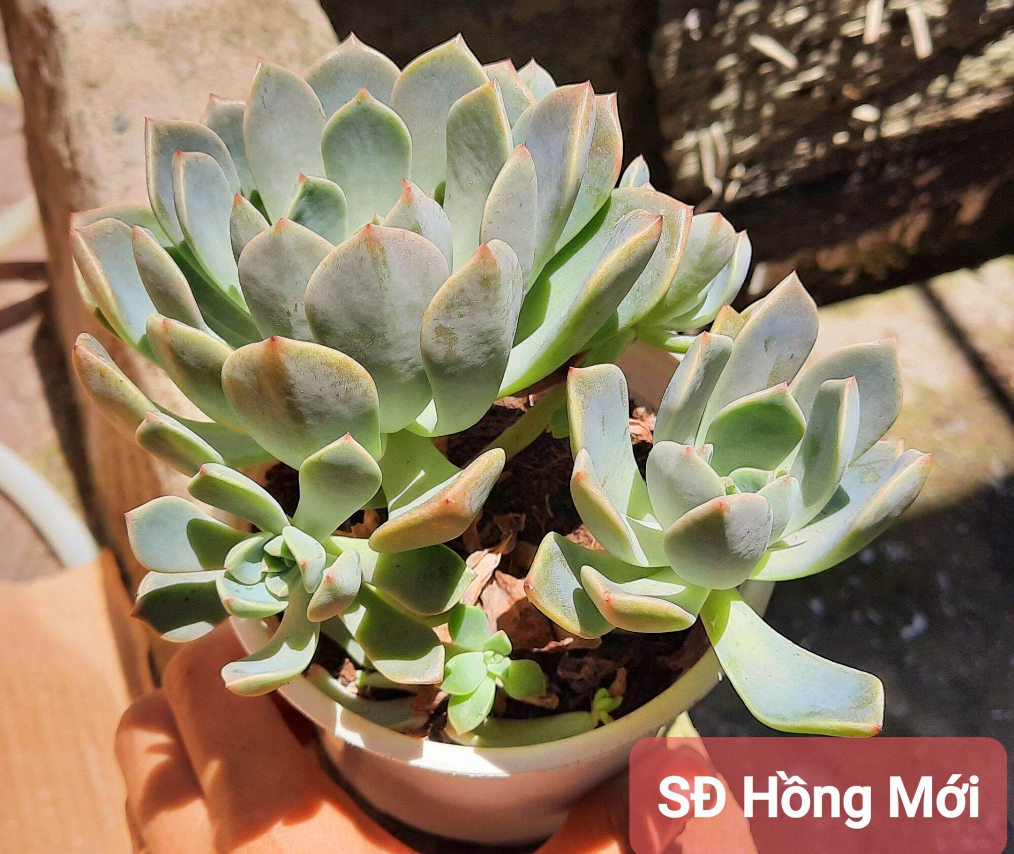 Sen đá HỒNG QUẾ size trung