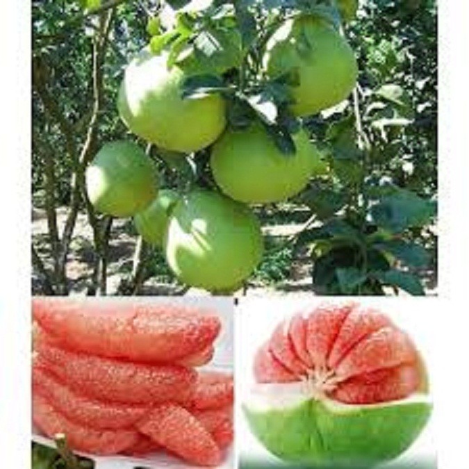 CÂY GIỐNG BƯỞI DA XANH