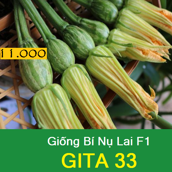 Bí Nụ Lai F1