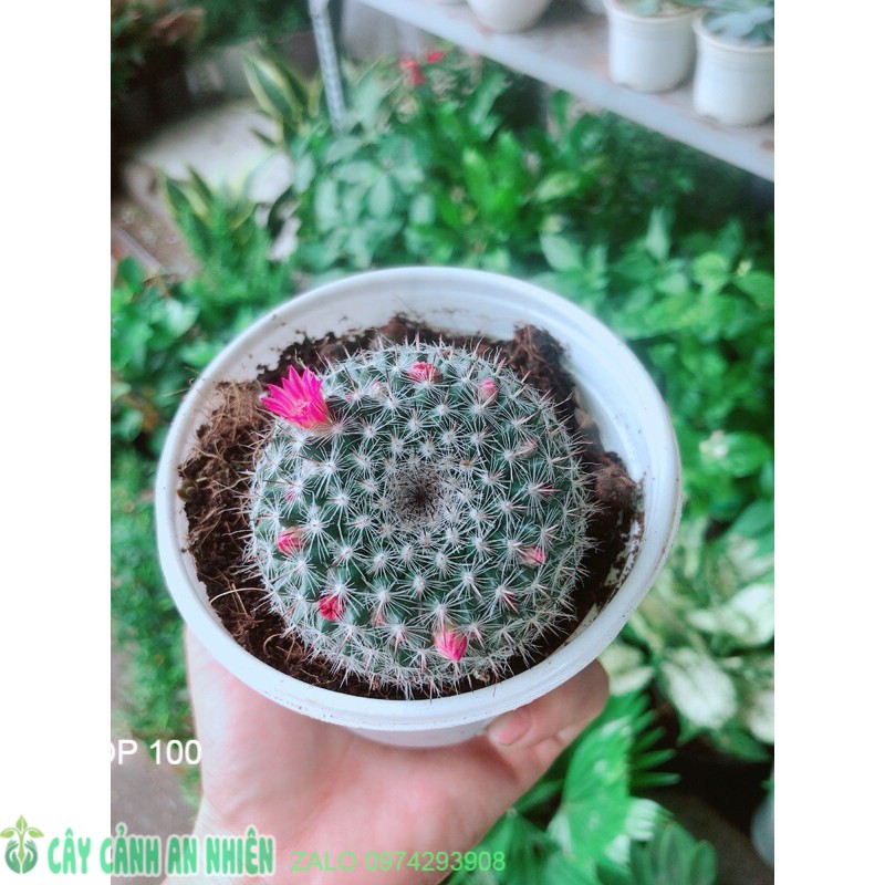 Xương rồng nở hoa