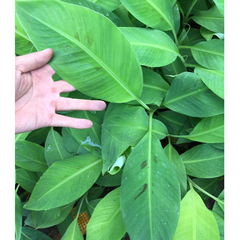 Cây chuối tiến vua giống