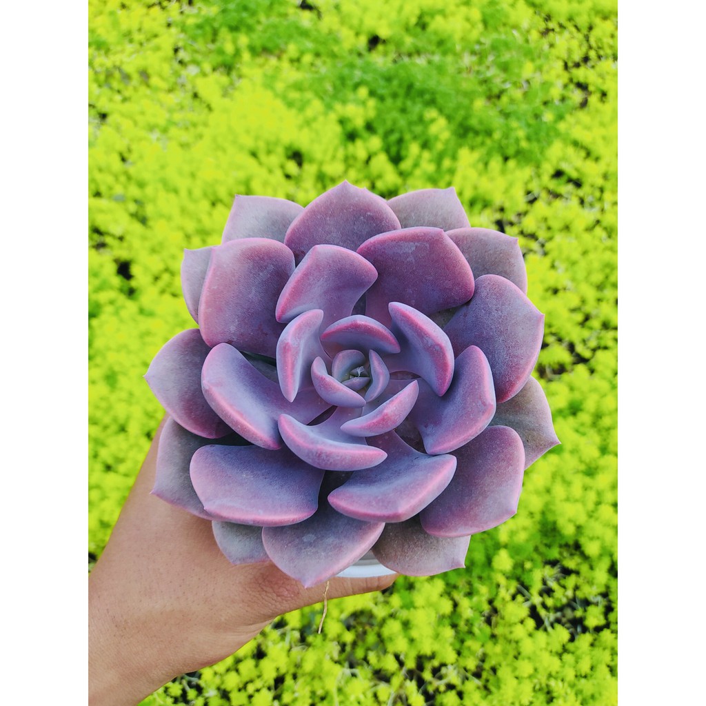 SEN ĐÁ HỒNG HOA SIZE TRUNG BÌNH LỖI 1 ĐỔI 1