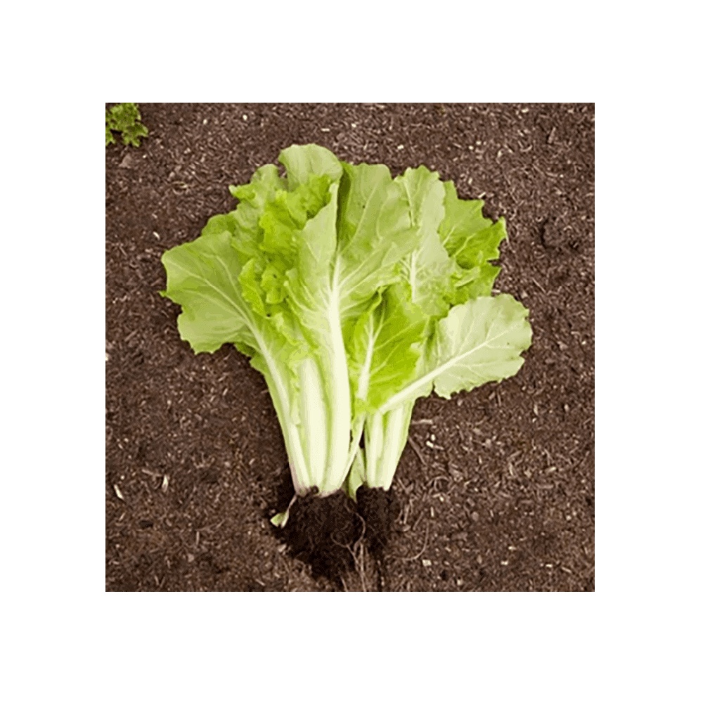 Cải bẹ trắng lá vàng hạt giống 20gram