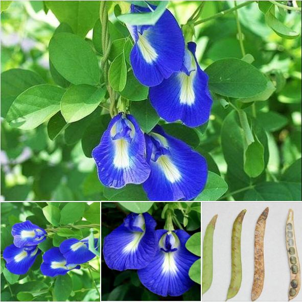 Hạt giống hoa đậu biếc hoa cánh đơn - 20 hạt/gói