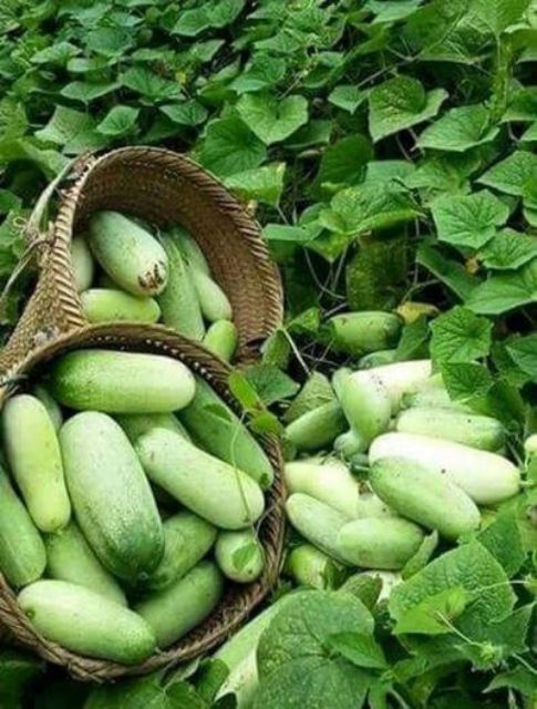 271A Dưa ChuộT MèO ( Quả To ) 10 Hạt