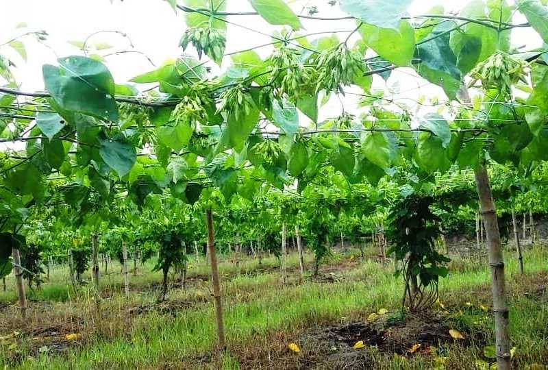 Cây Giống Hoa Thiên Lý Leo Giàn Sai Hoa