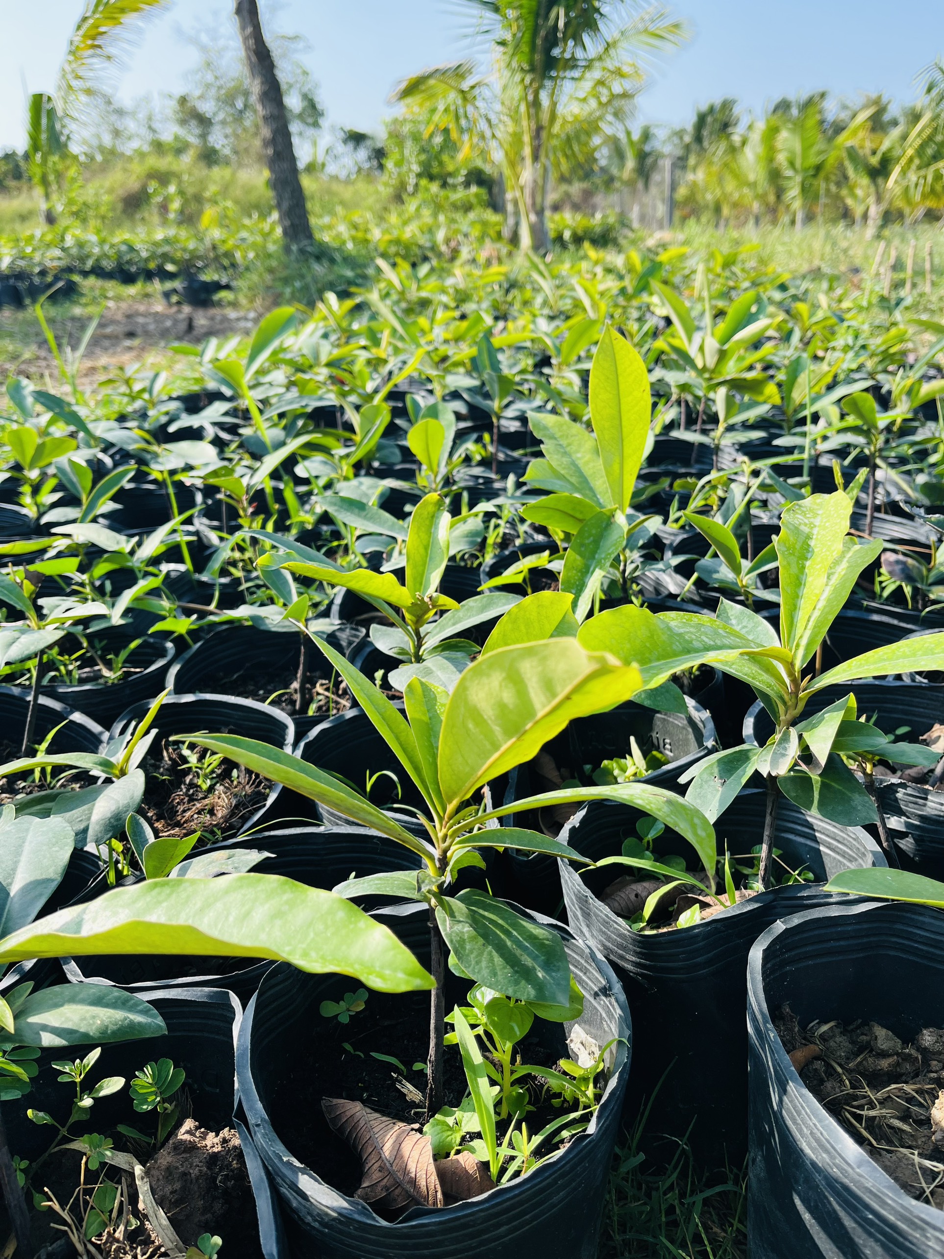 CÂY GIỐNG HỒNG NHUNG 4-5 LÁ