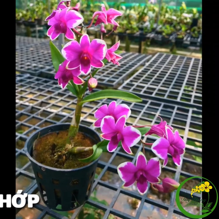 Dendro mini chớp