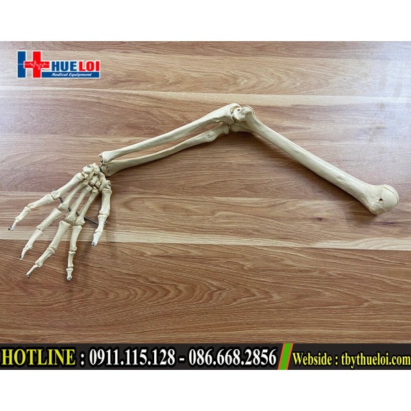 Bộ mô hình xương cánh tay toàn bộ