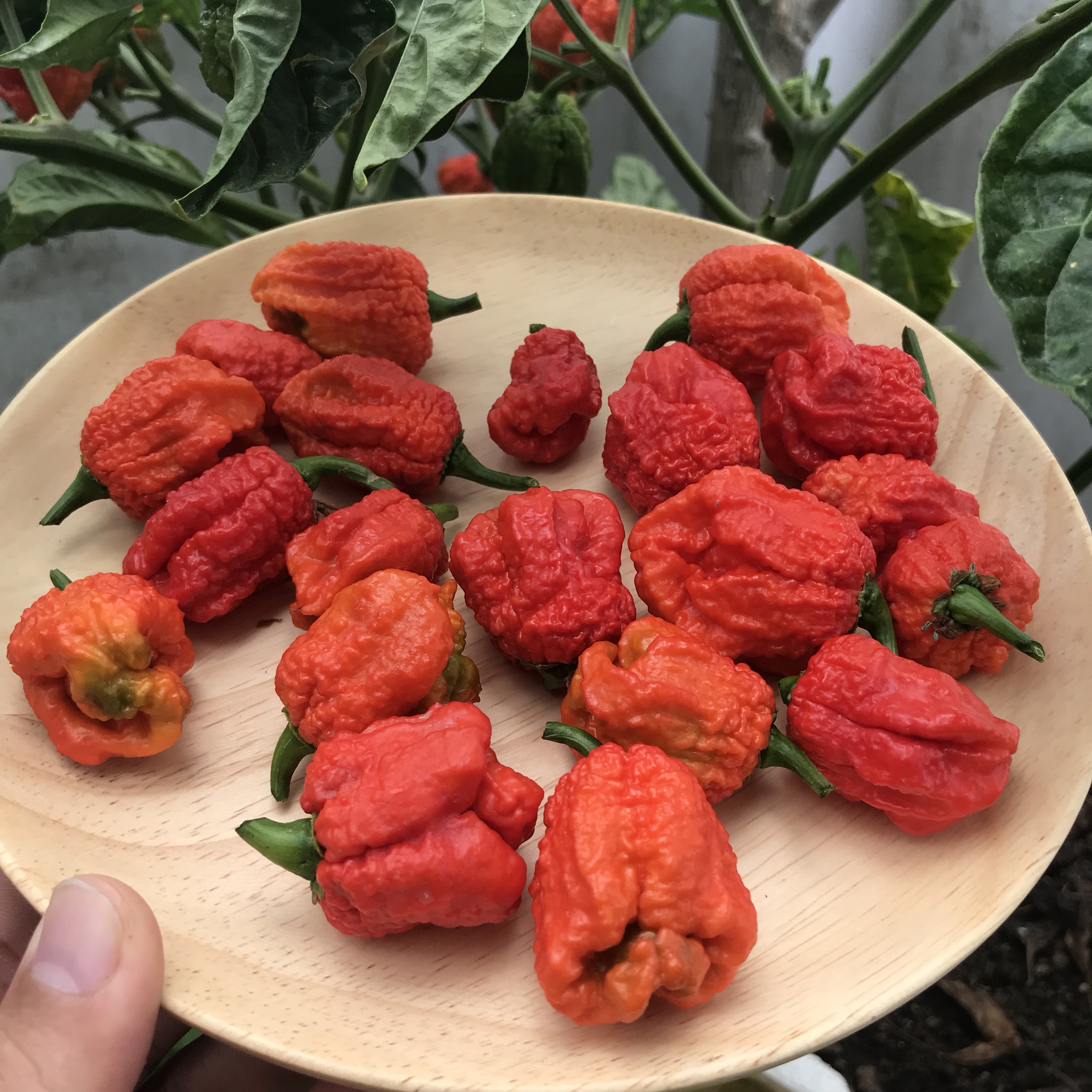 Hạt ớt giống Carolina Reaper Red