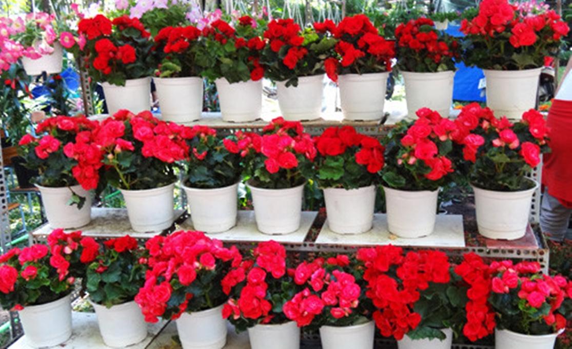 30 Hạt giống hoa Thu hải đường kép