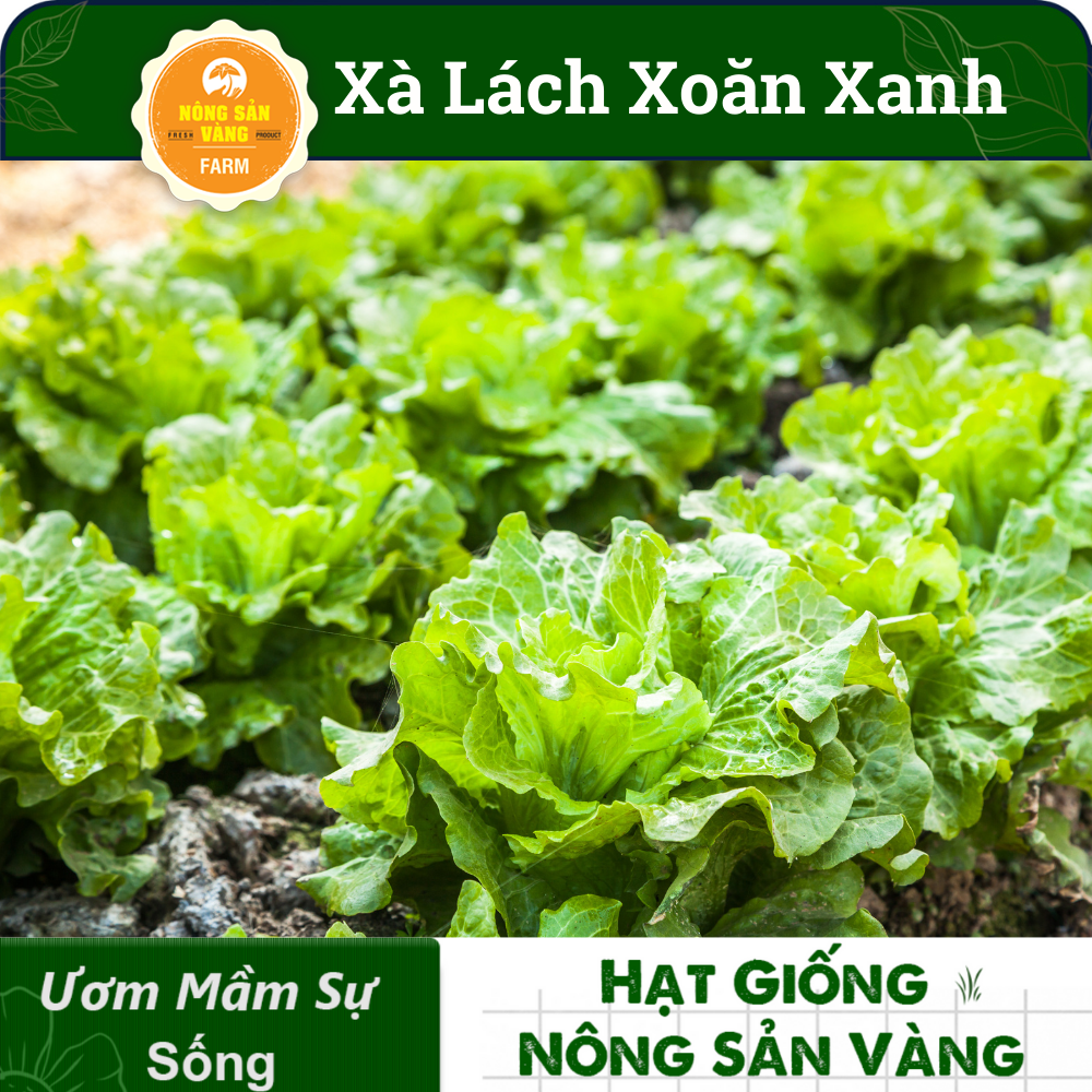 Seeds lettuce curly green (pack of 0.5 gram)-shallow gold