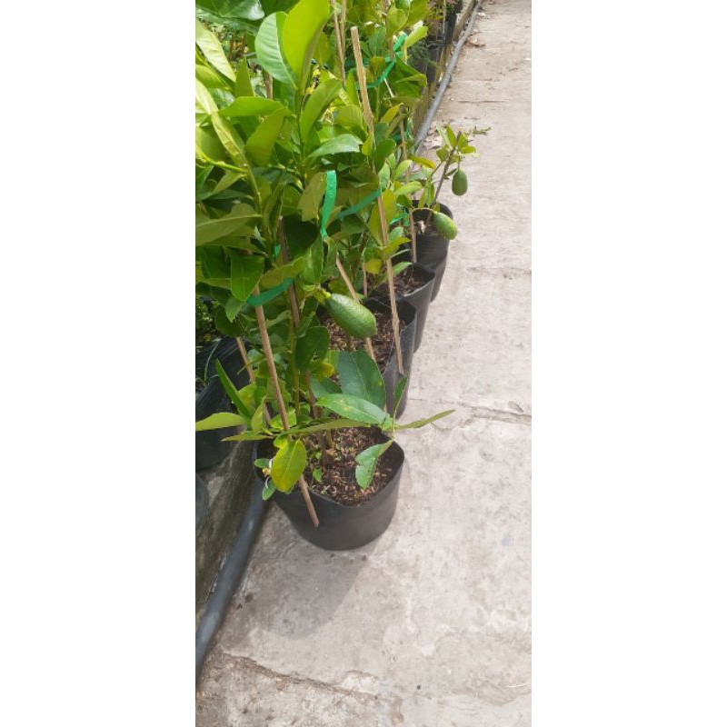 Giá Gốc - Chanh Mỹ trái dài