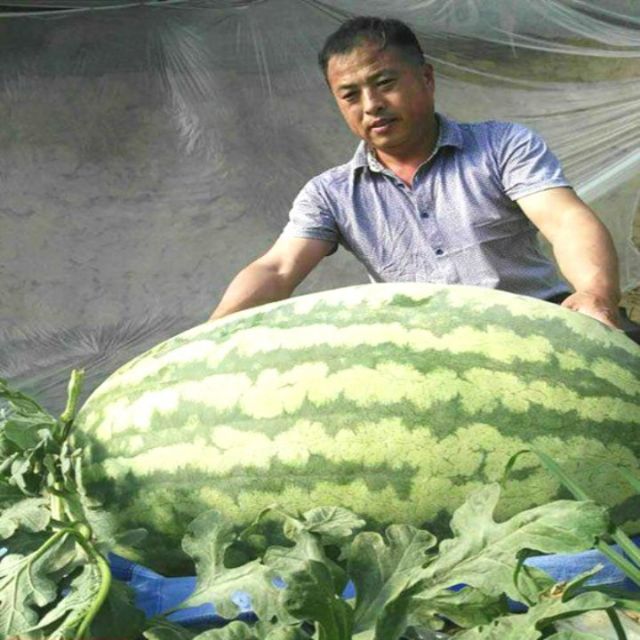 149A 10 Hạt Giống Dưa Hấu Khổng Lồ