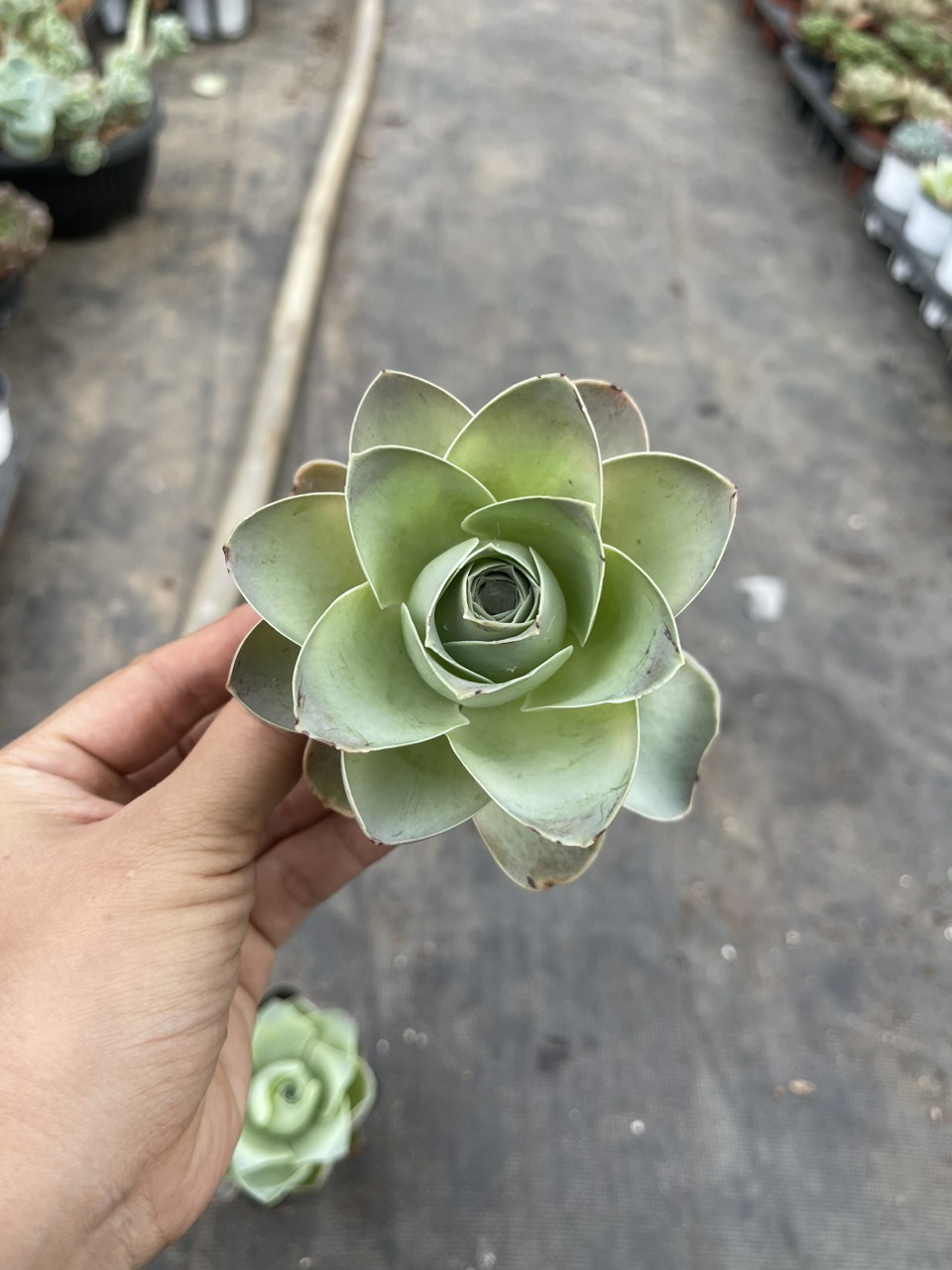 Chậu sen đá hoa hồng - Greenovia