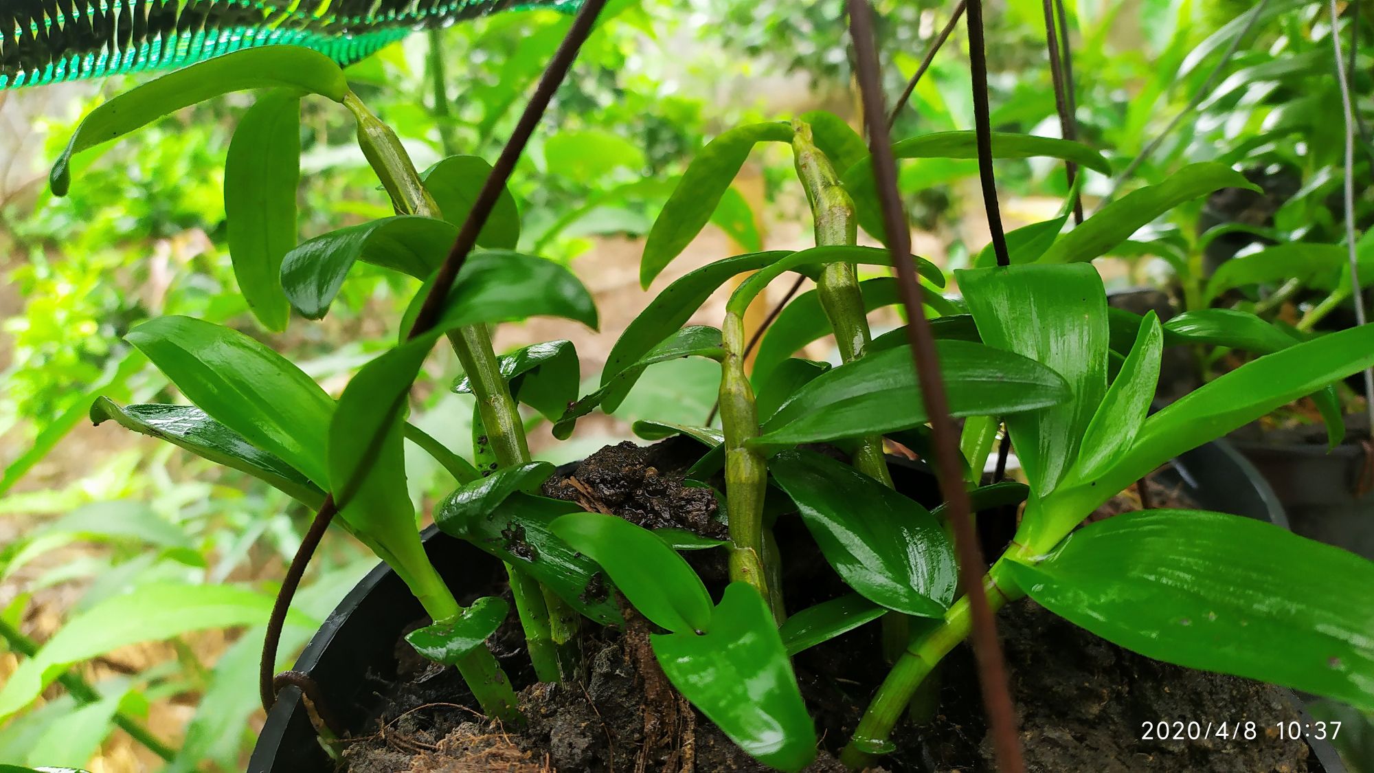 Chậu hoa lan Phi Điệp tím Hòa Bình, 2 năm tuổi