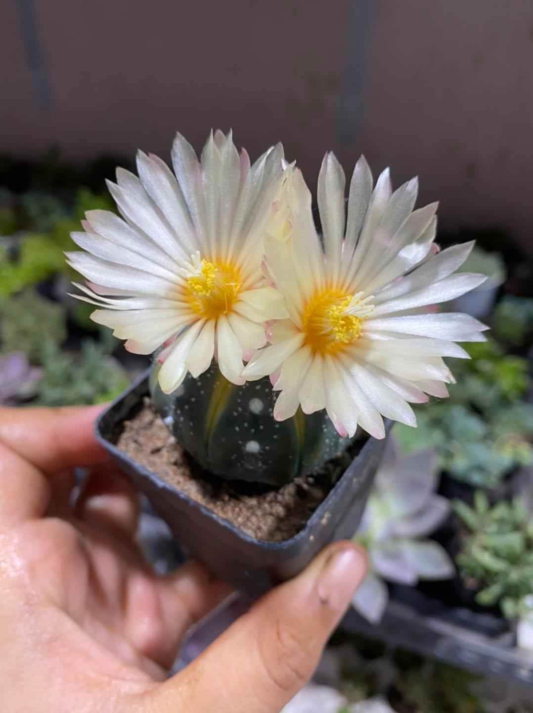 [HIẾM] XƯƠNG RỒNG ASTER LEM - TẶNG CHẬU