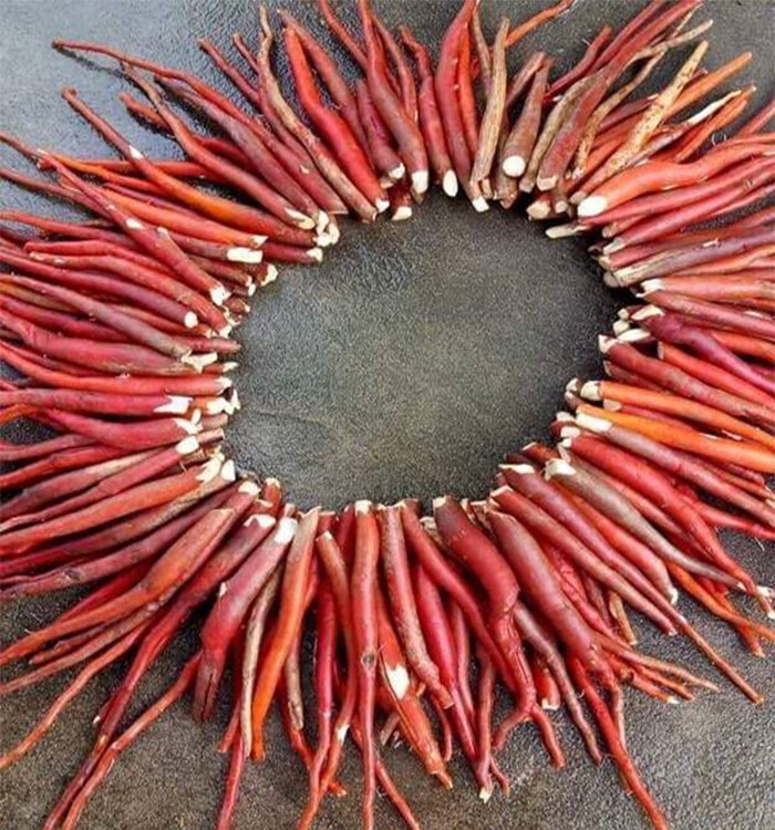 SÂM TIÊN MAO ĐỎ (SÂM CAU ĐỎ) 0.5KG bổ thận tráng dương CỰC MẠNH