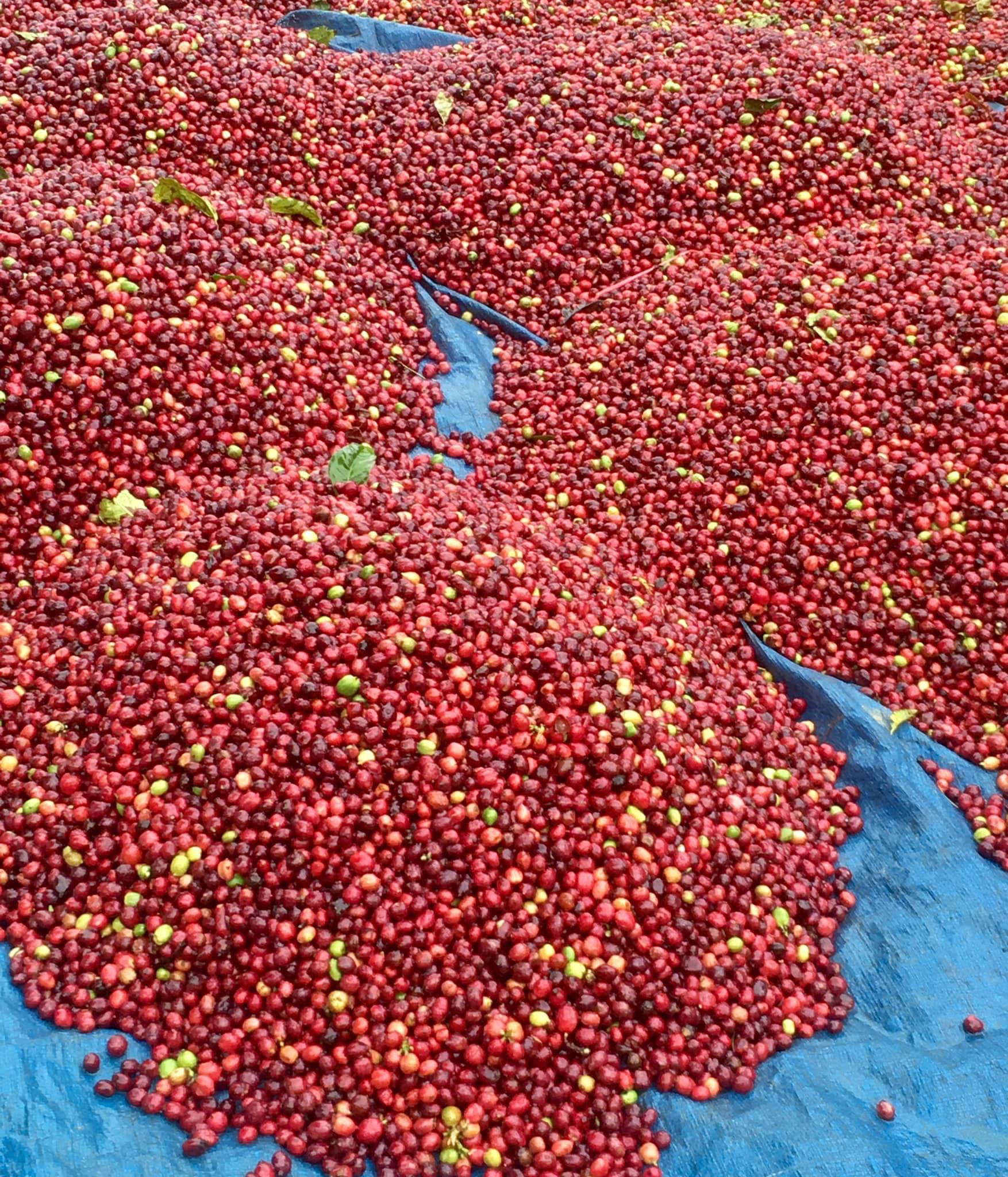 Coffee beans (green bean)