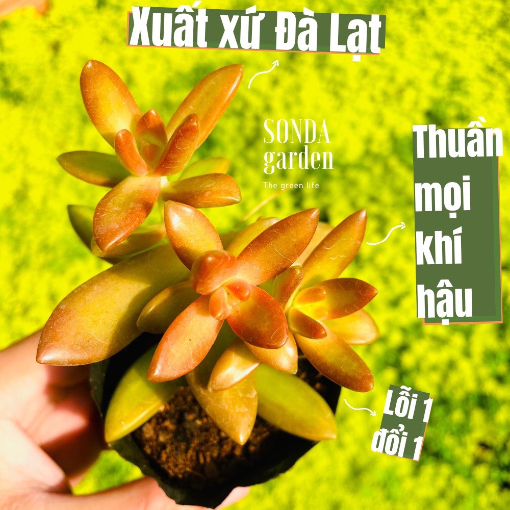 Sen đá đá cam size bé siêu khoẻ đẹp lỗi 1 đổi 1