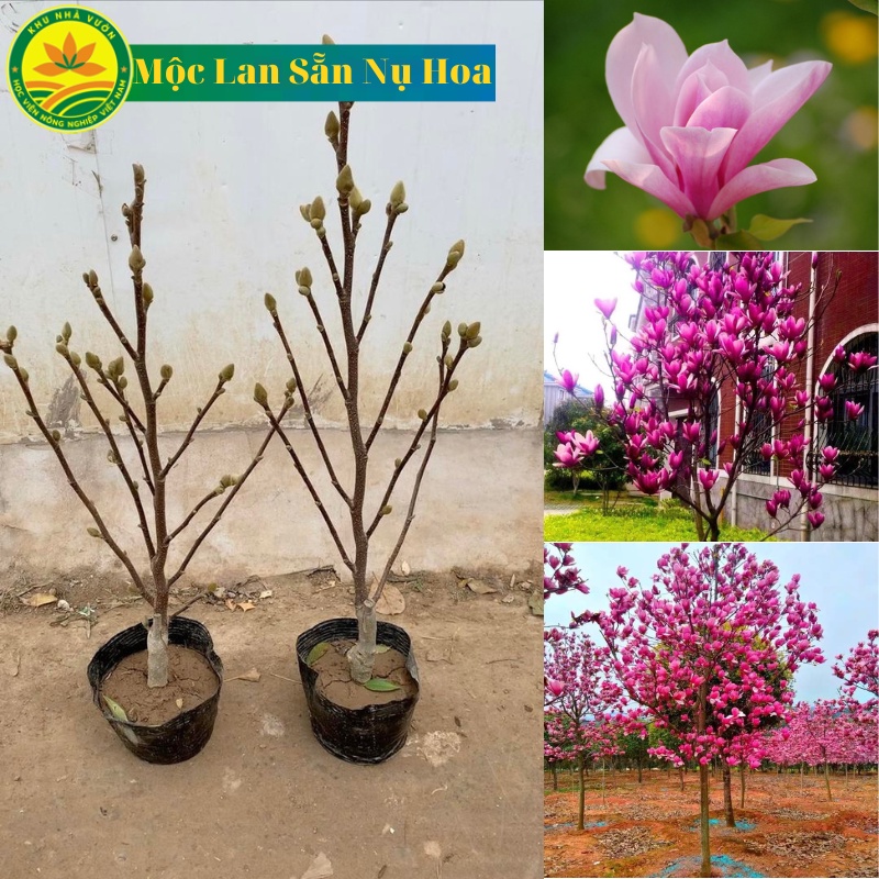 Cây giống hoa mộc lan, cây cao khoảng 60 - 80cm, phù hợp trồng chậu, để bàn chơi tết