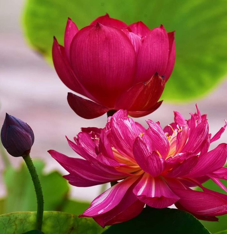 Hạt giống hoa sen bách diệp hoa màu đỏ ( 5 hạt/gói )