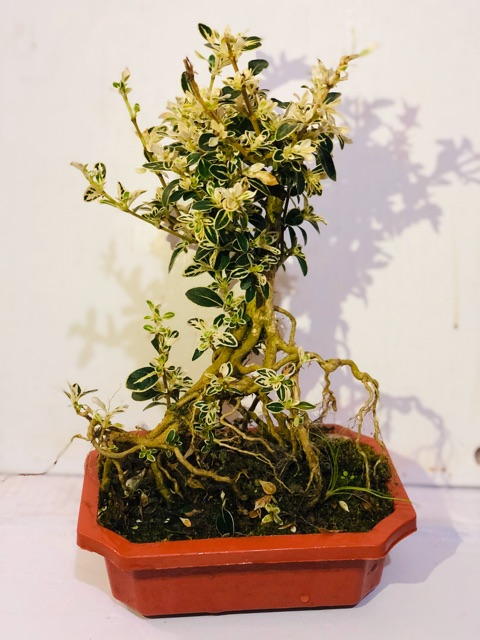 Cây bạch tuyết mai bonsai để bàn