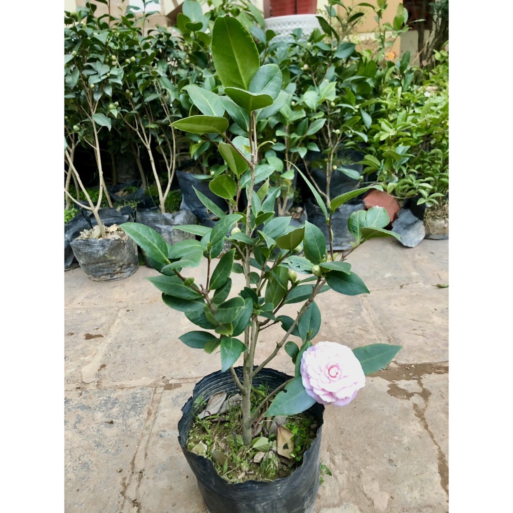 Cây trà my phấn cung đình cao 40-50cm ( đang nụ và hoa)
