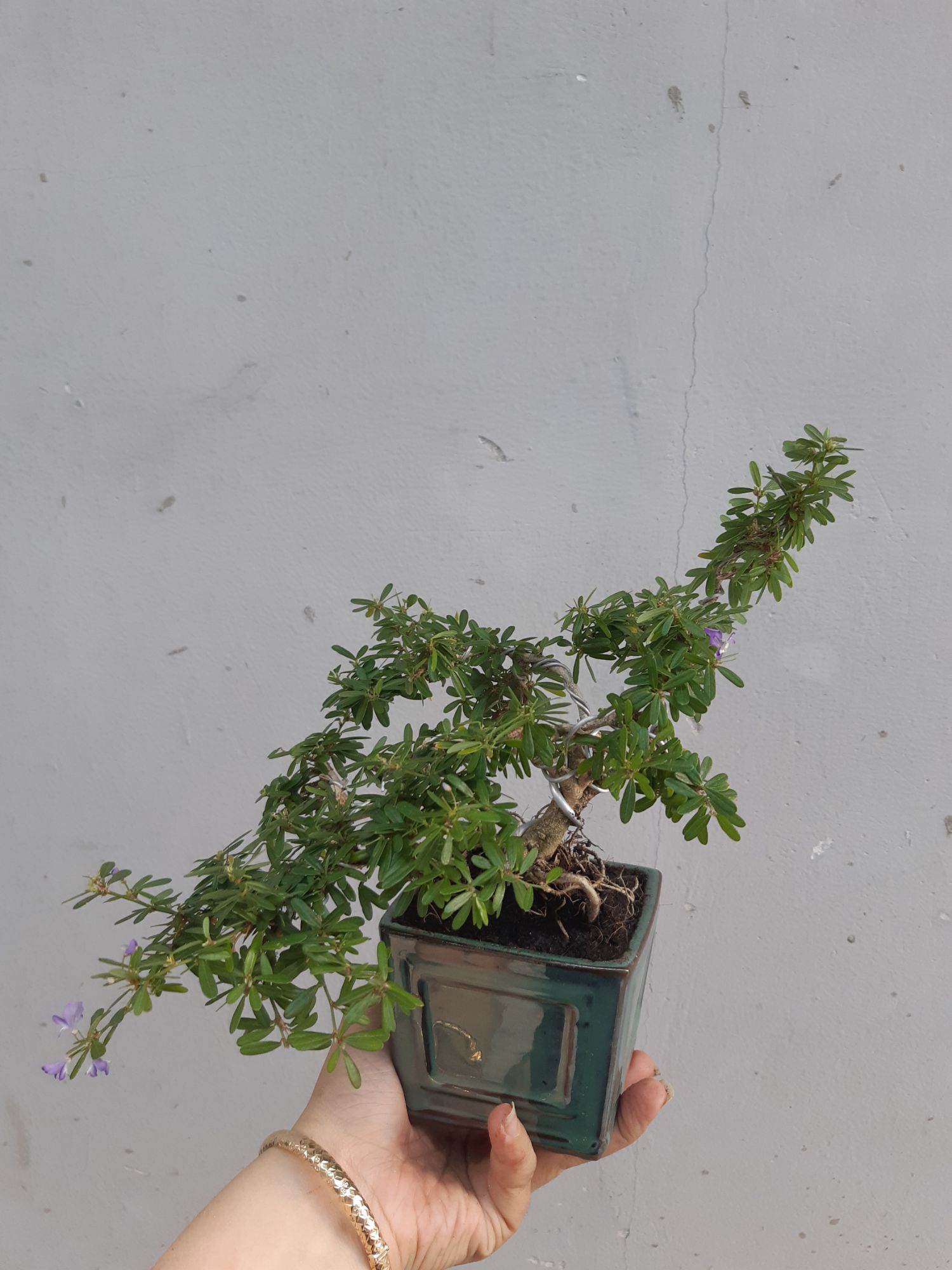 linh sam bonsai chậu mini