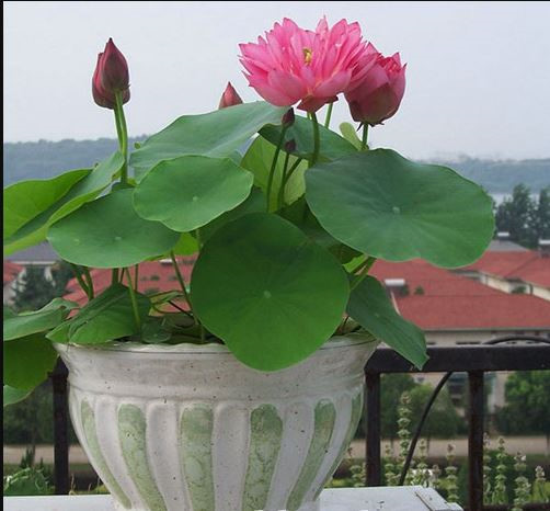 Hạt giống Hoa Sen Cung Đình mix màu (Gói 12 hạt)