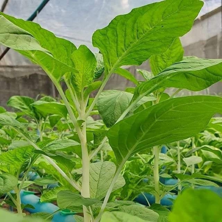 Rau dền xanh lá nhọn Rd 14 (20g)