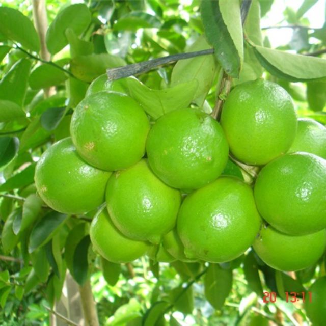 Giá Gốc - Chậu cây chanh không hạt, cây cao đẹp như hình.