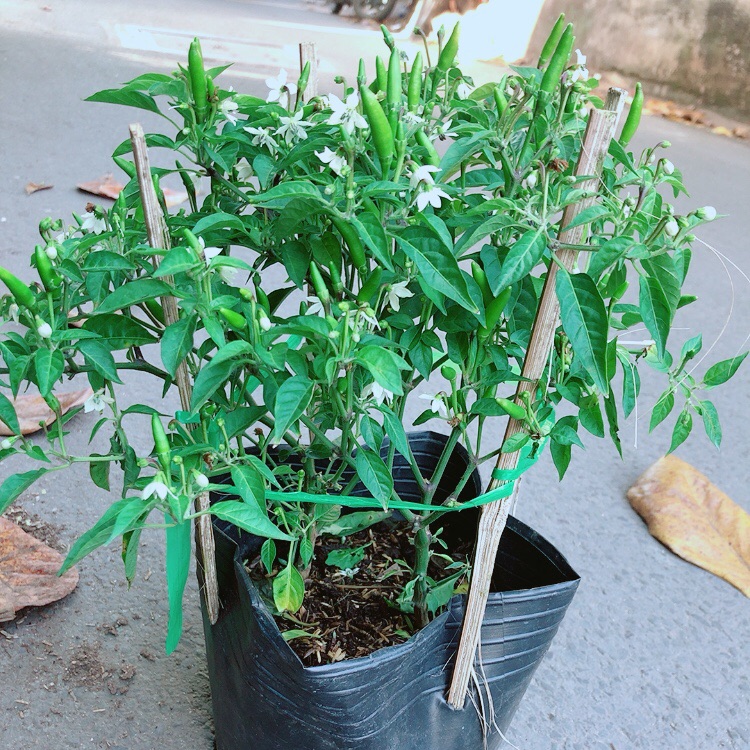 Bụi ớt hiểm
